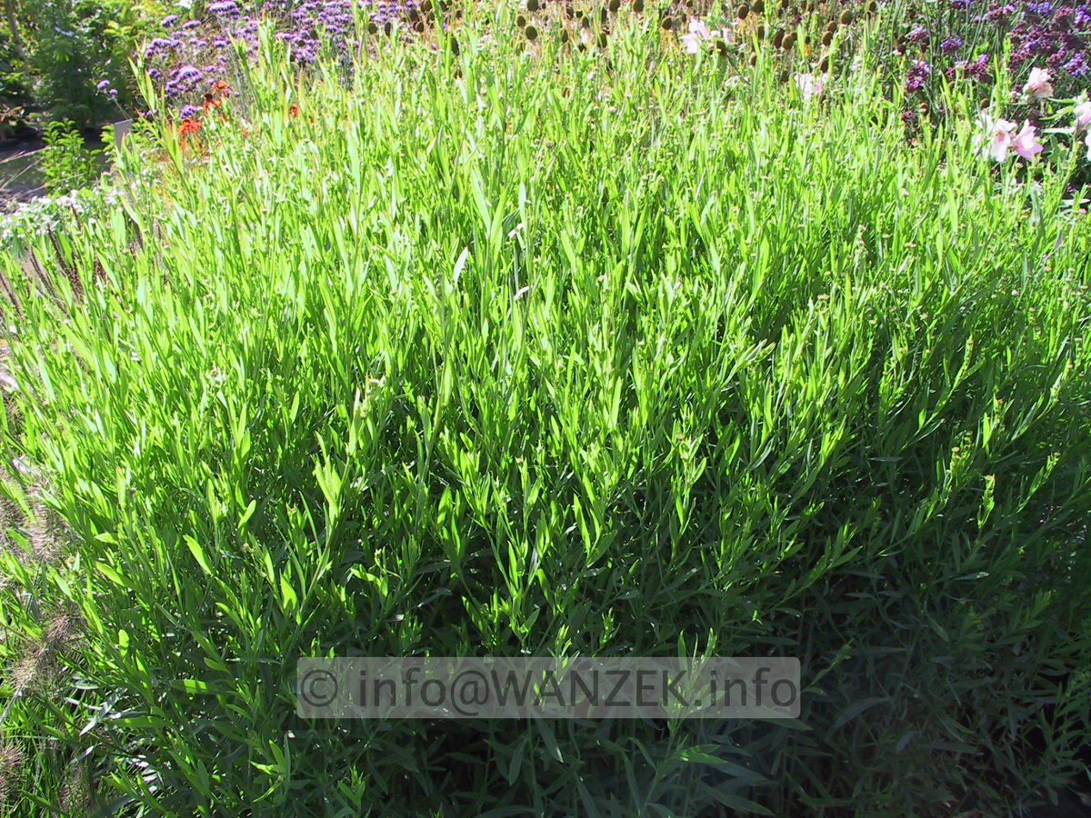 Boltonia asteroides Snowbanks (Scheinaster).JPG